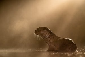 Otter im Nebel