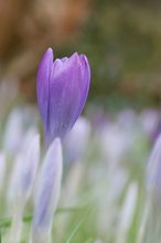 In der Krokus Wiese...