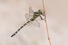 Golden-ringed dragonfly