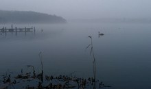 Graureiher, Enten und Jungschwan im Nebel