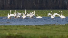 Tanz der Singschwäne