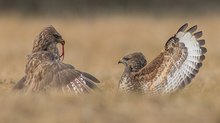 Wild bussard