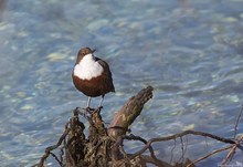 Wasseramsel