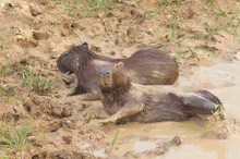 Capybaras