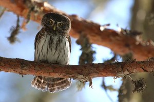 Durchdringender Blick