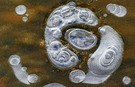 Auf den Spuren einer eiskalten Tatze?