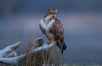 Mein Lieblingsbussard