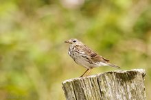 Wiesenpieper (Anthus pratensis)