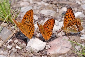 Kaisermantel Trio