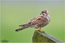 Turmfalke (Falco tinnunculus)