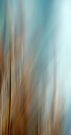 Wintergras - Hakonechloa bleu -