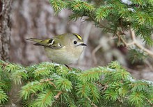 Wintergoldhähnchen