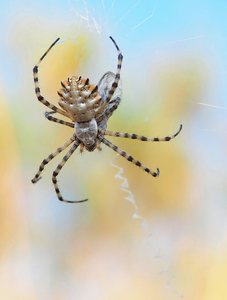 Argiope Lobata mit Zikade