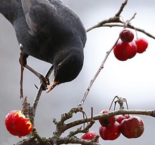 Hungrige Amsel