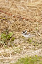 Nachwuchs Flussregenpfeifer (Charadrius dubius)