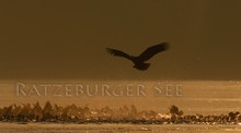 Junger Seeadler