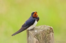 Rauchschwalbe (Hirundo rustica)