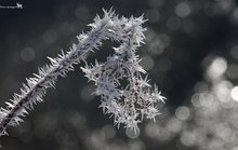 Rauhreif nach eiskalter Nacht