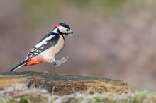 Woodpecker Jump Style