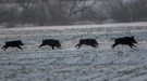 Eine große Schweinerei