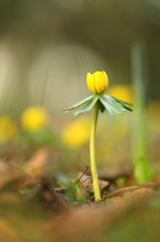 Winterlinge (Eranthis hyemalis)