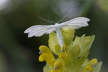 Filigrane Schönheit