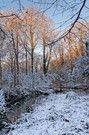 Das Glühen der Bäume