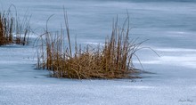 Winter am Teich