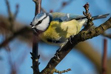 Jetzt hab ich auch einen Vogel..