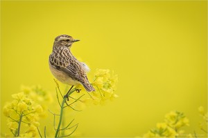 ~Braunkehlchen~