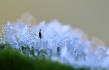 kleine frostige Welt