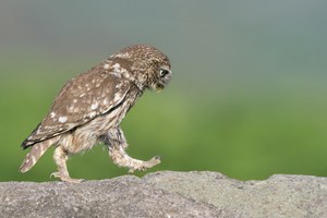 Auf Wanderschaft