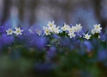 Weiß von Blau gerahmt