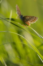 Bläuling im Gras