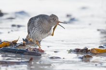 Meerstrandläufer