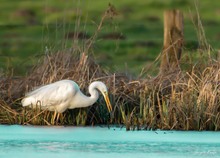 Silberreiher im Eiswasser