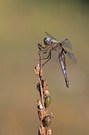 Eine Libelle....