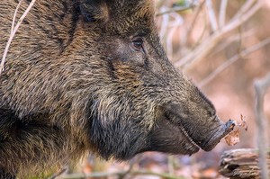 Wildschweinporträt mit Laubblatt