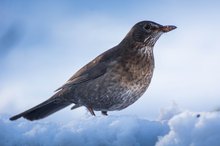 Amseldame im Schnee