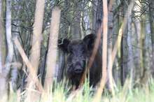 Wildschwein