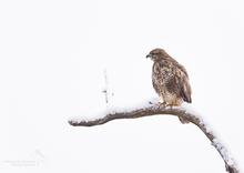 Mäusebussard im Schnee