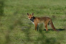 Der Heckenfuchs