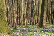 Der Wald erwacht