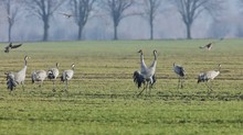 Heutiger Morgendunst...