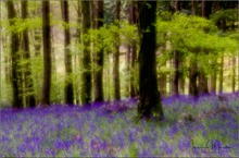 Blue Bell Wald