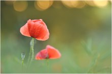 Mohn im Gegenlicht