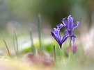 Diese frühblühende Iris