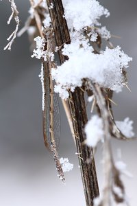 Winterlibelle Nr.2