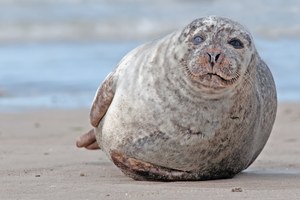 Düne/Helgoland