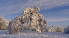 eine mittelkleine Birke wird zum Riesen